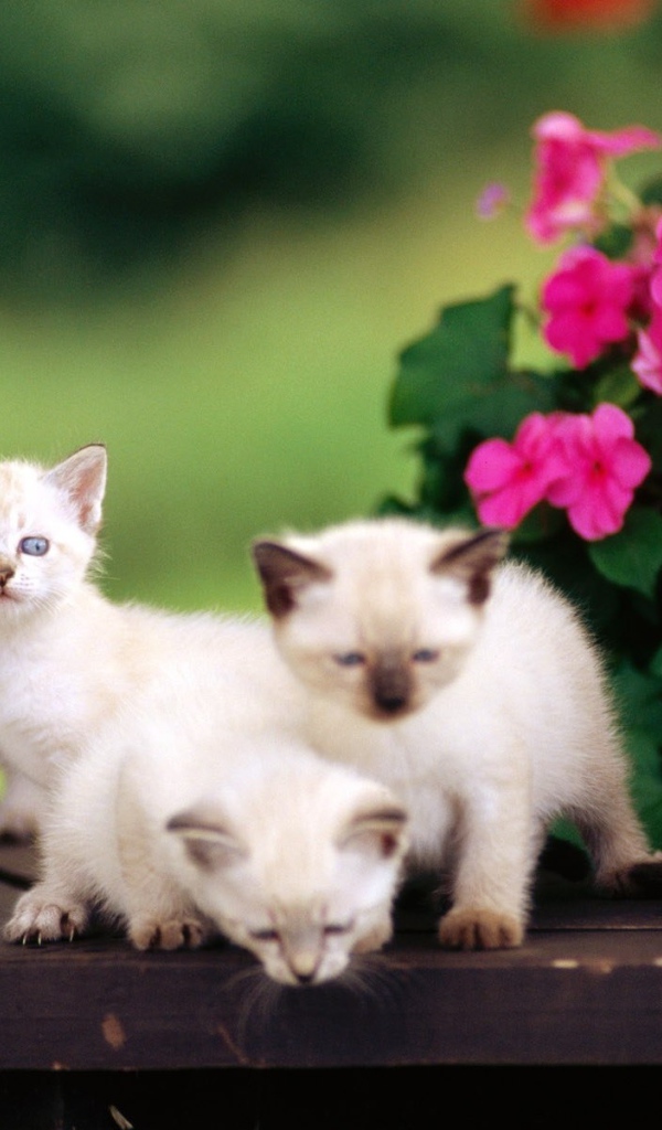 Пять сиамских котят