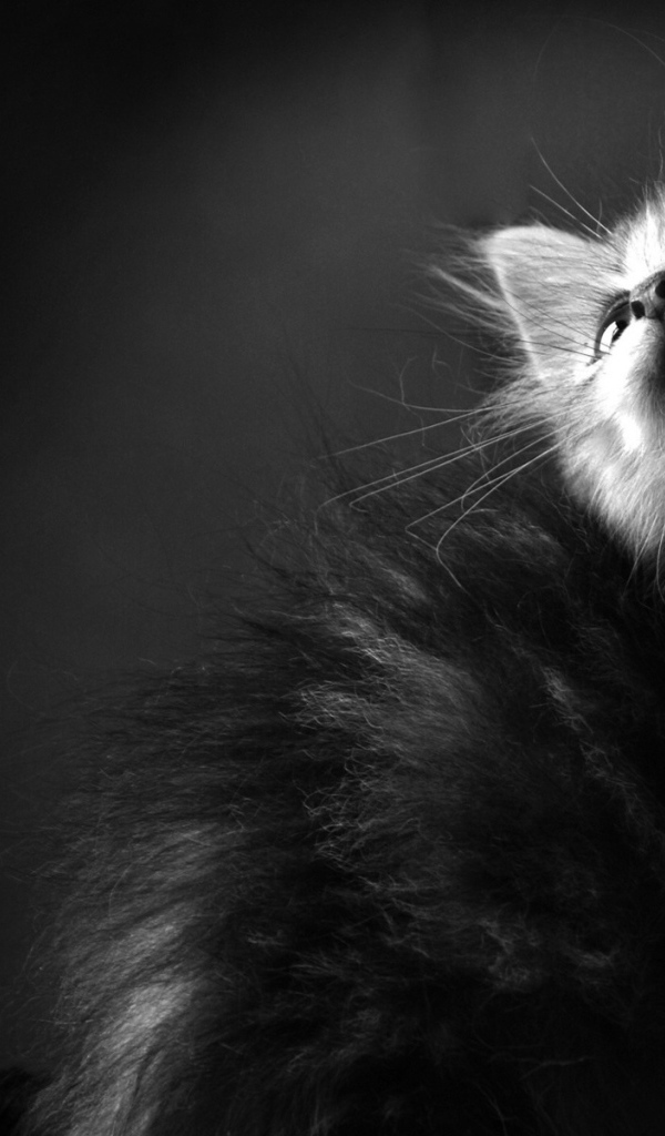 Пушистый котенок