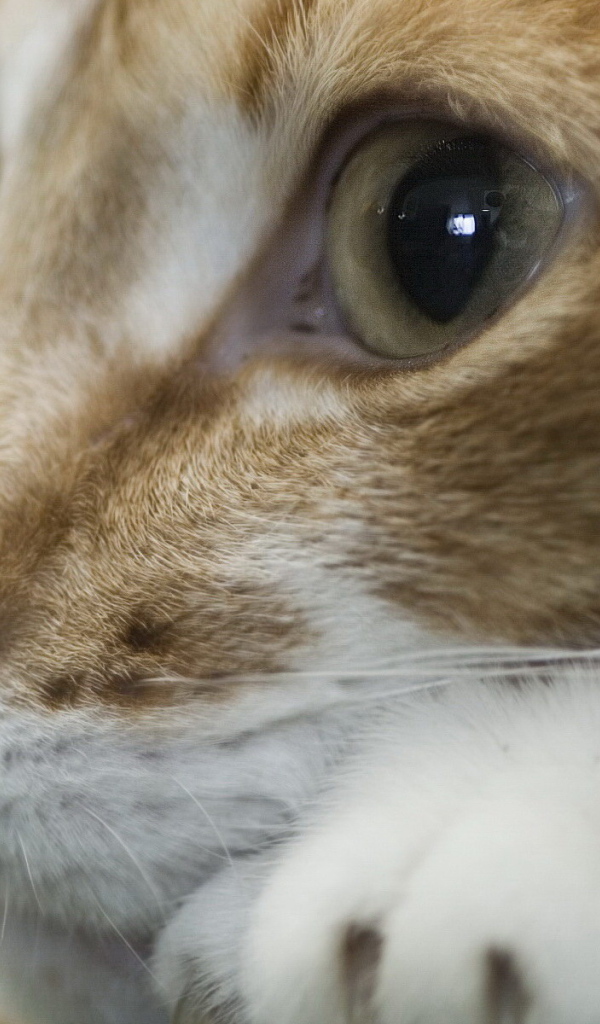 Рыжая кошка