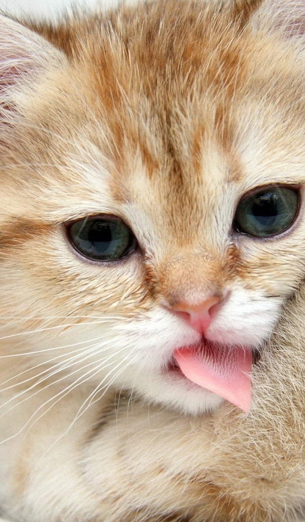 Рыжий котенок