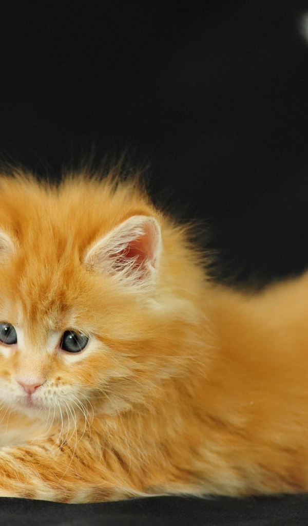 Рыжий котенок
