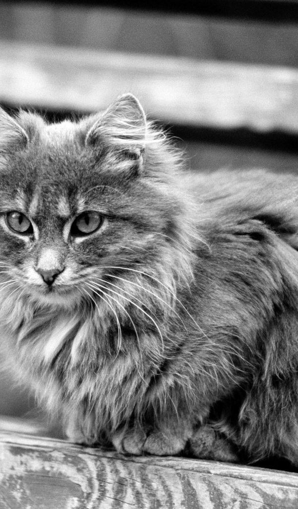 Серая кошечка