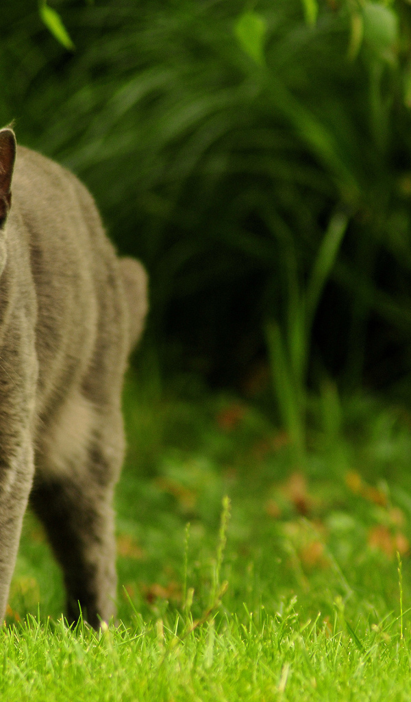 Зеленоглазый охотник