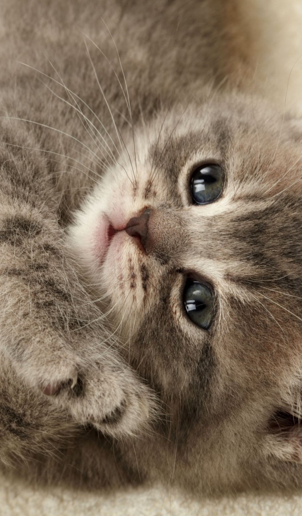 Серый котенок