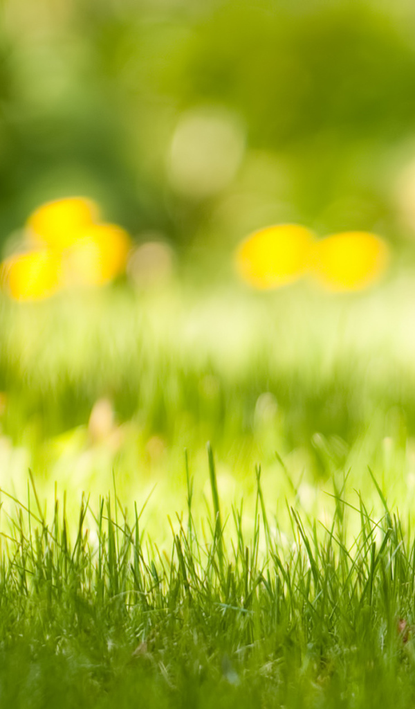 Спрятался в траве