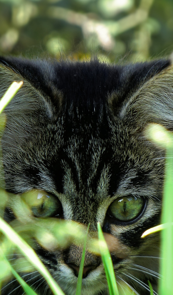 Вот это трава!