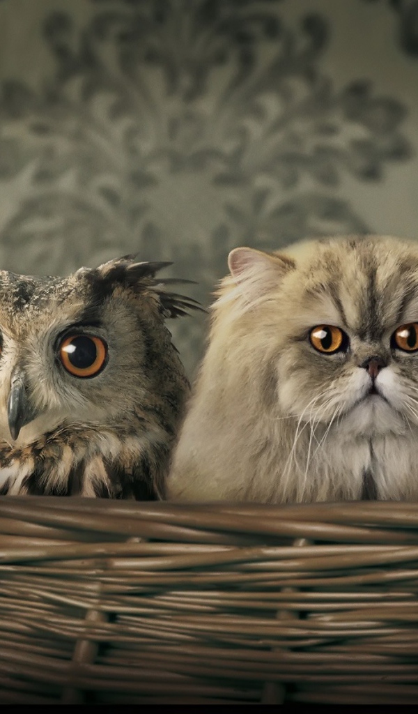 Я люблю своих братьев