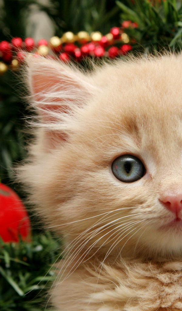 Котенок и елка