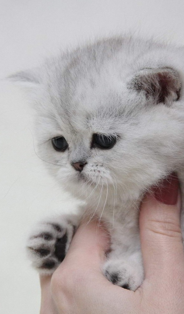 Котенок в руке