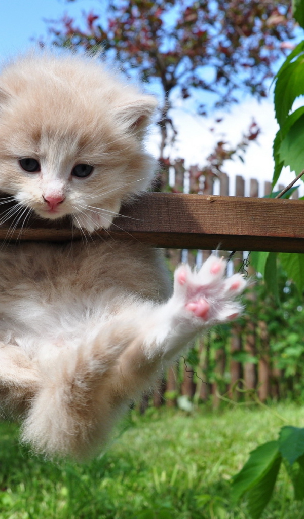 Котенок на заборе