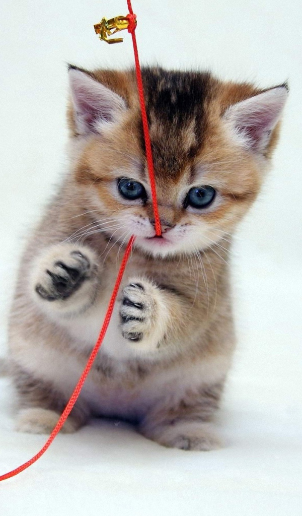 Играющий котенок