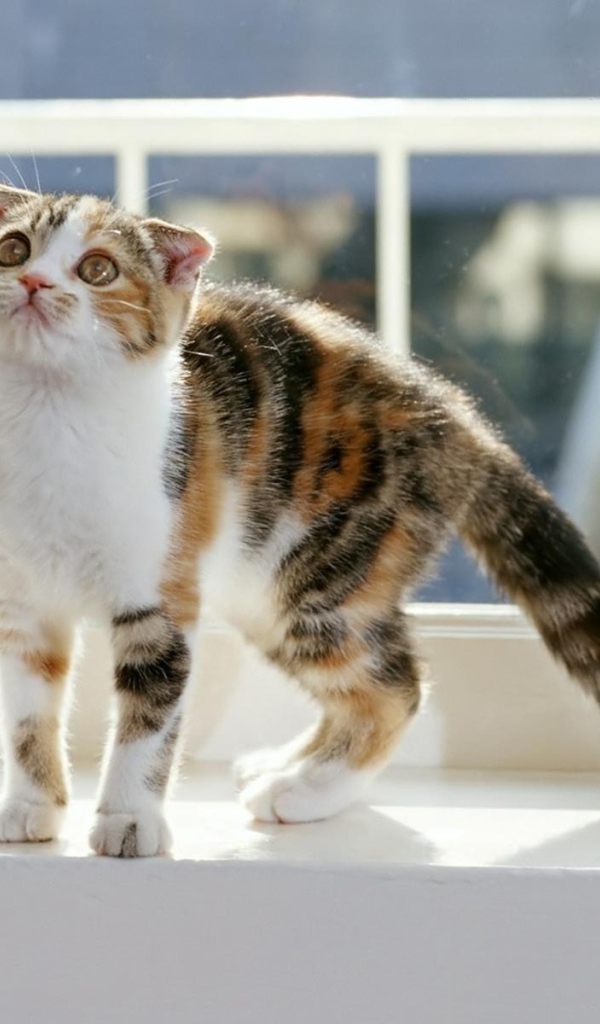 Котенок на окне