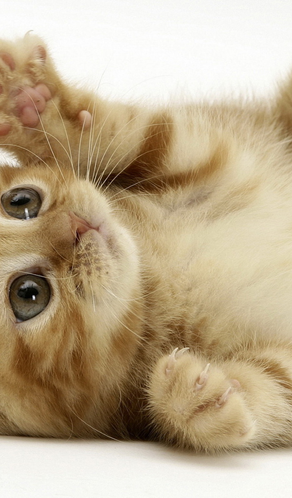 Маленький котенок