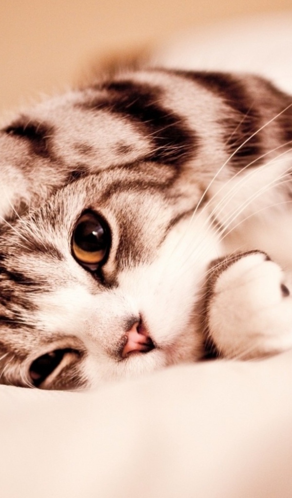 Маленький котенок