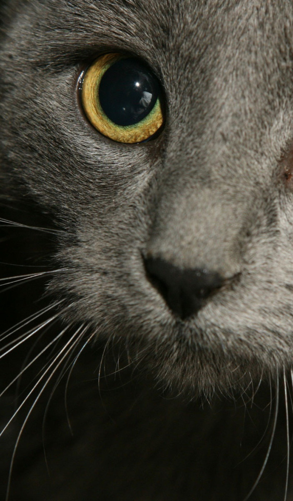 Усатая мордашка