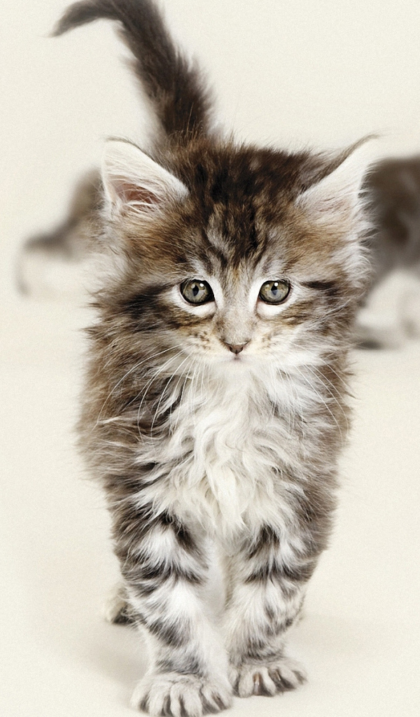 Красивый котенок