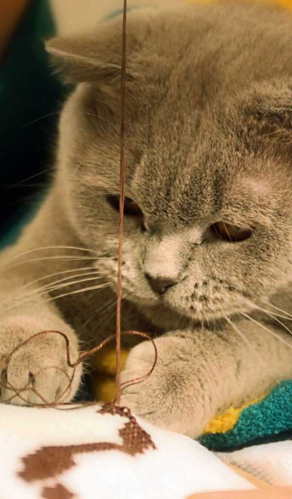 Играющая кошка