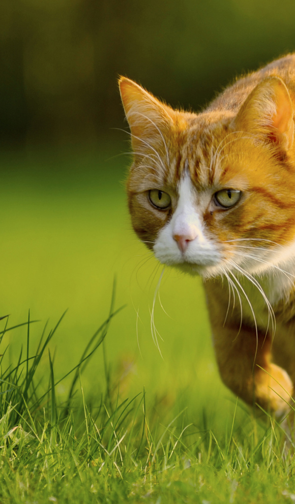 Крадущийся кот