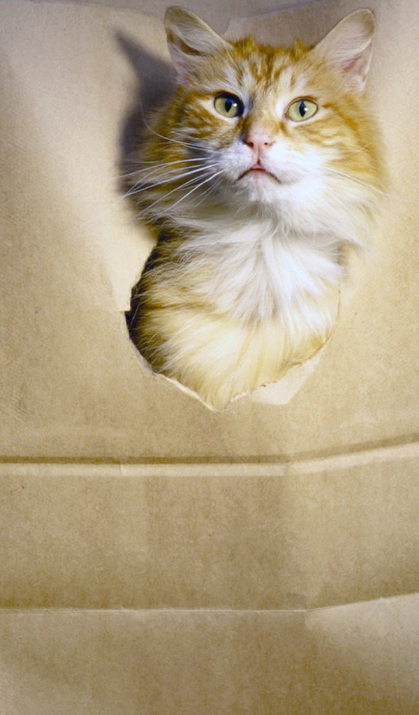 Рыжий кот в пакете