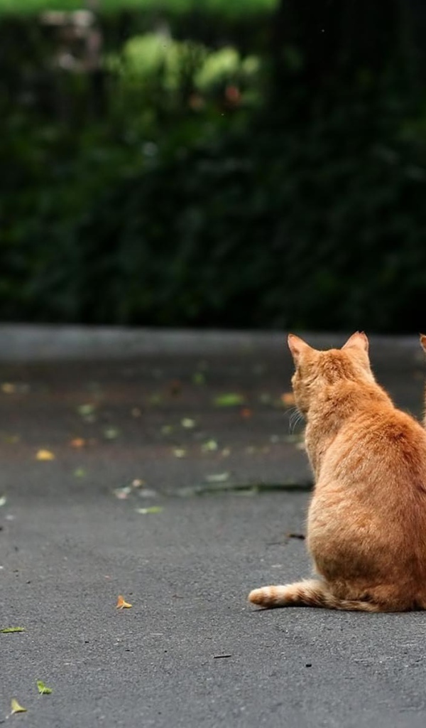 Рыжие братья