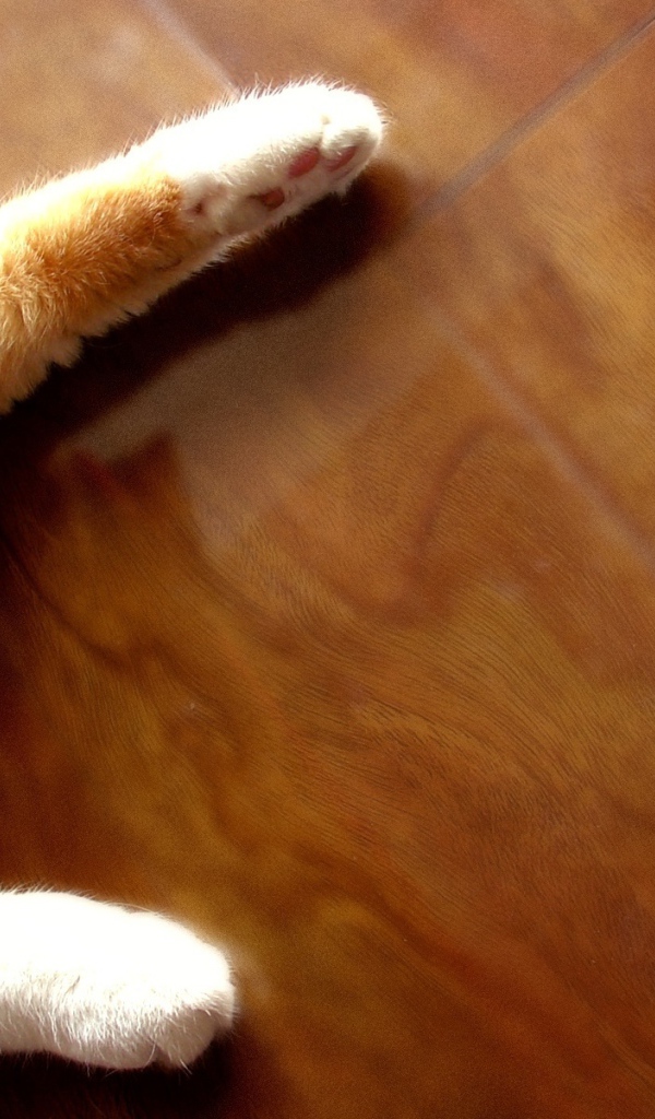 Рыжий кот на полу