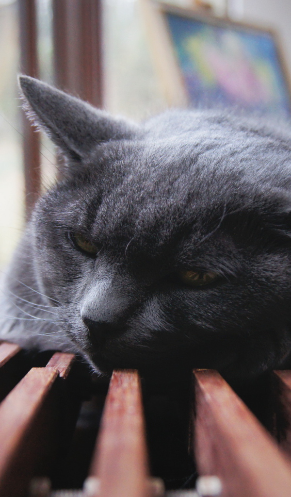 Отдыхающий кот