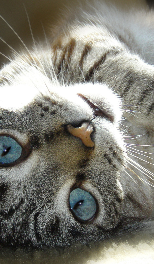 Валяющаяся кошка