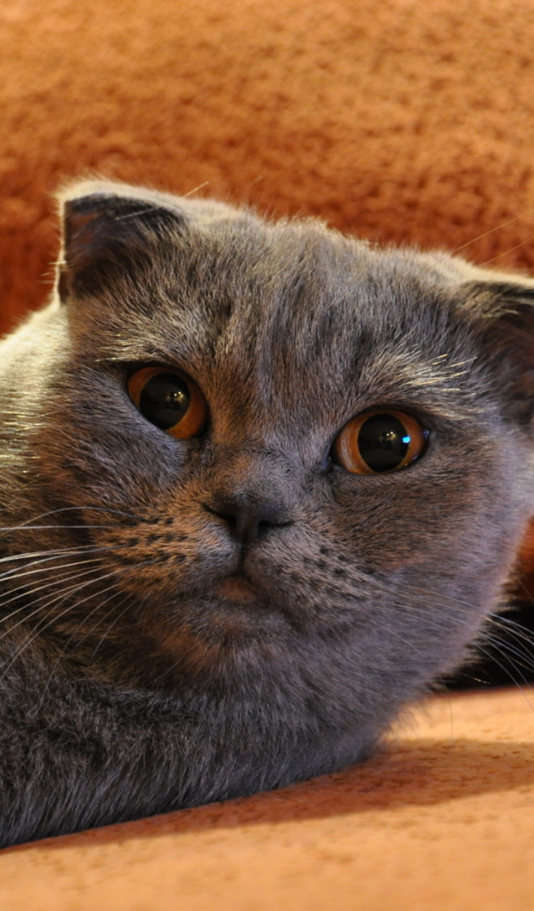 Шотландский фолд