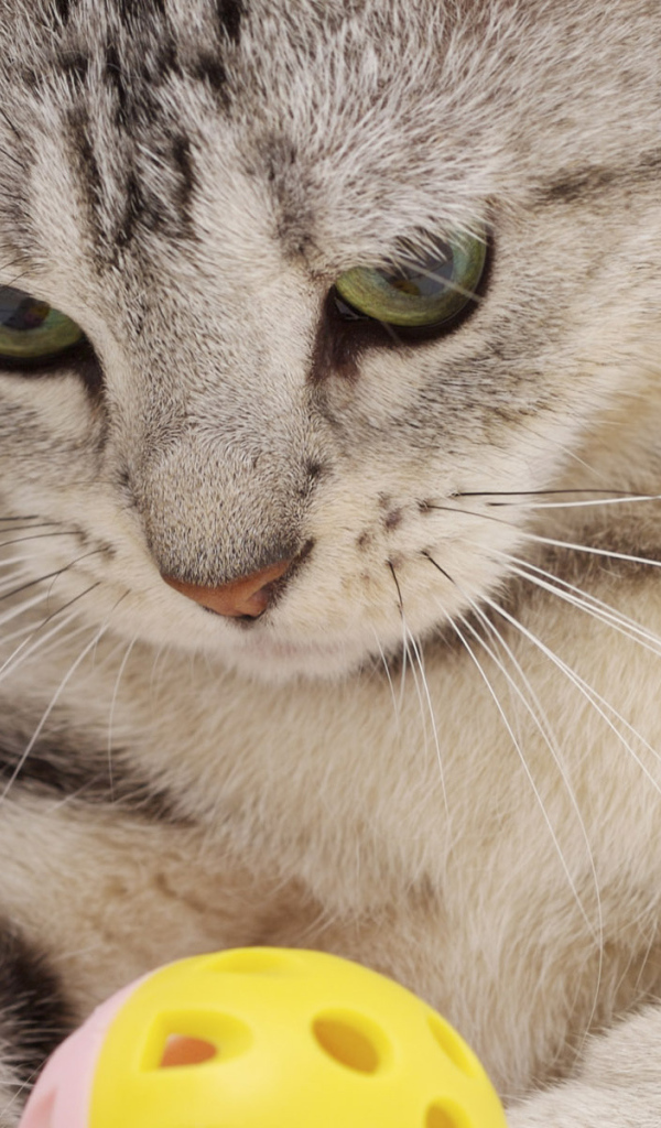 Прямоухий Скоттиш Страйт