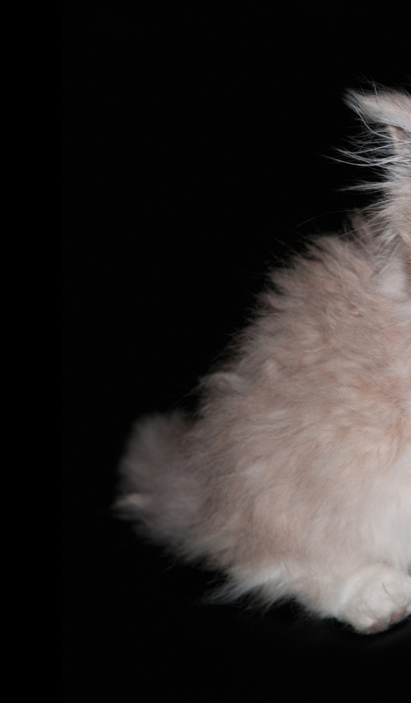 Лохматый котенок