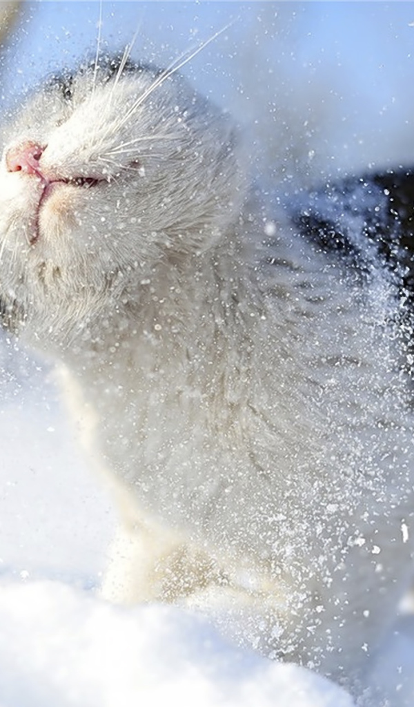 Отряхивающаяся кошка