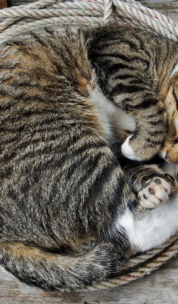 Спящая кошка