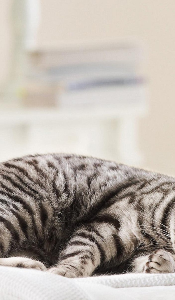 Спящая кошка