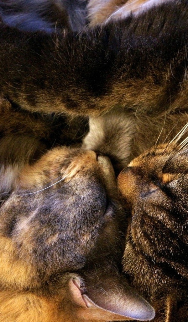 Спящая парочка