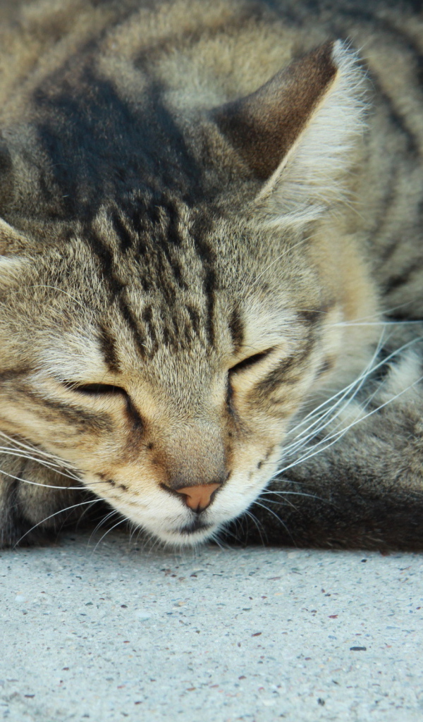 Сонный Васька