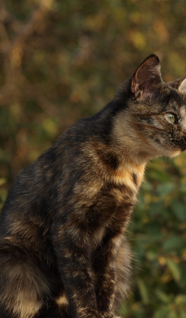 Пятнистый кот