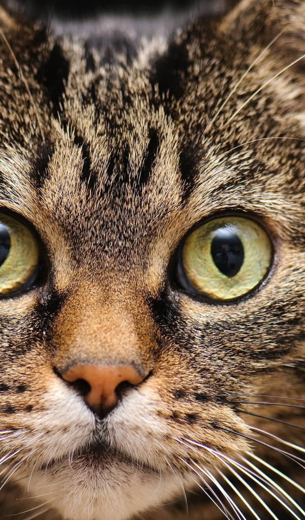 Удивленная мордашка