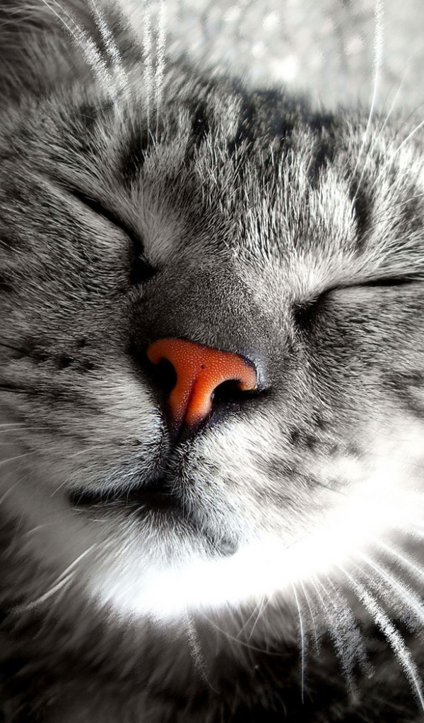 Сладкие кошачьи сны