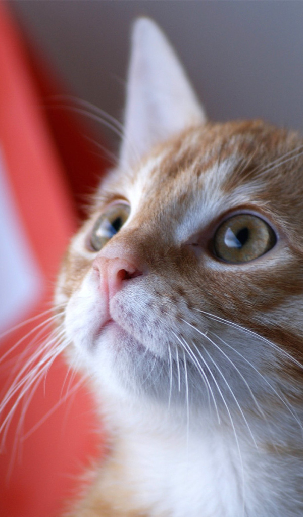 Швейцарский армейский кот