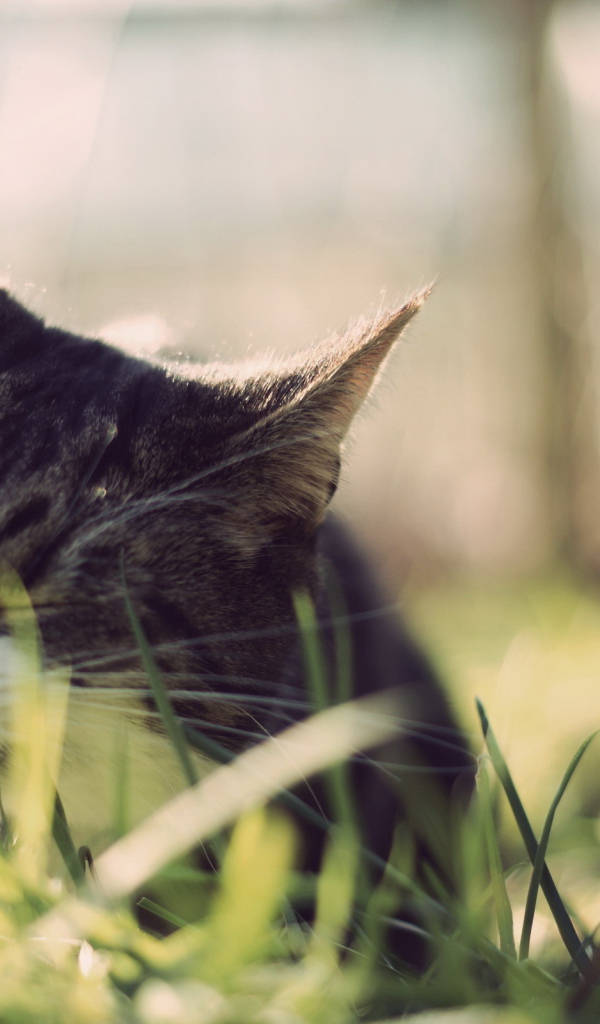 Кот ест траву