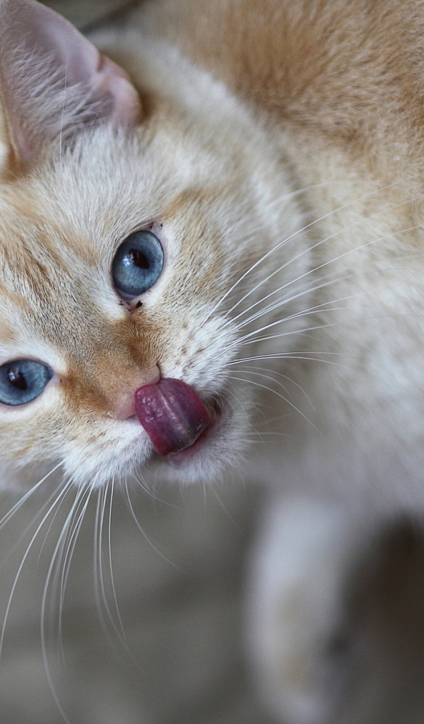 Кошачий язычок