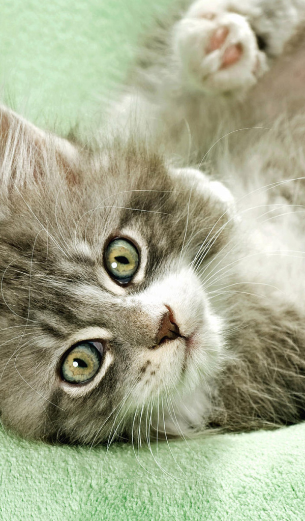 Неженка на полотенце