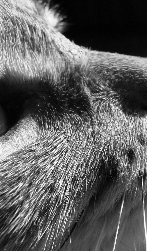 Задумчивый взгляд