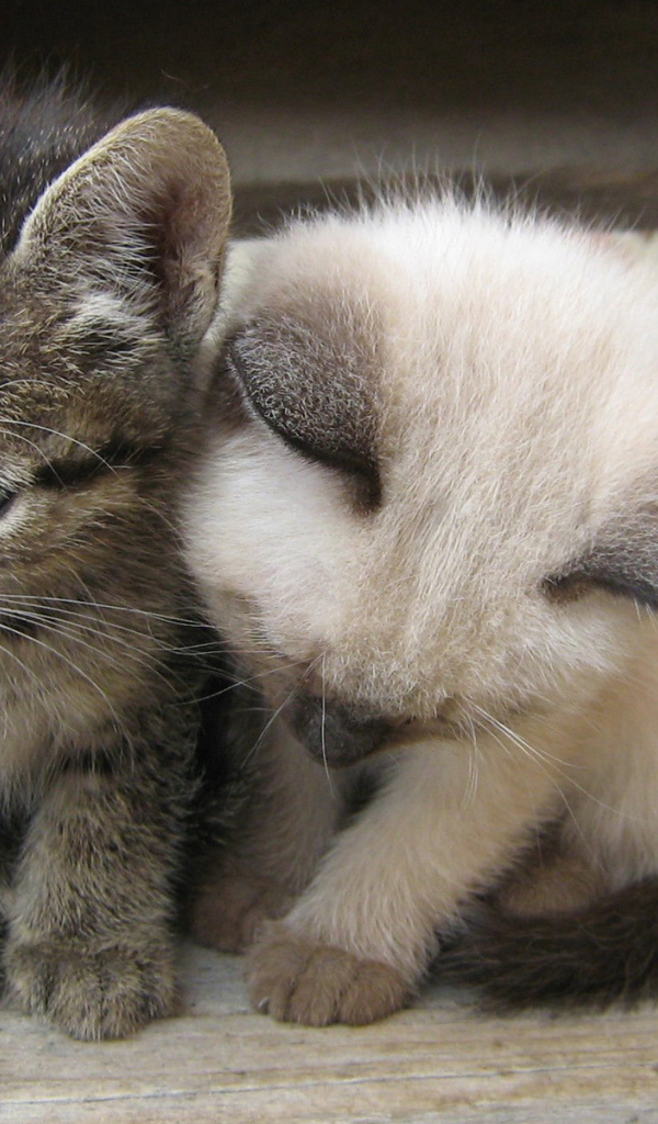 Вместе теплее