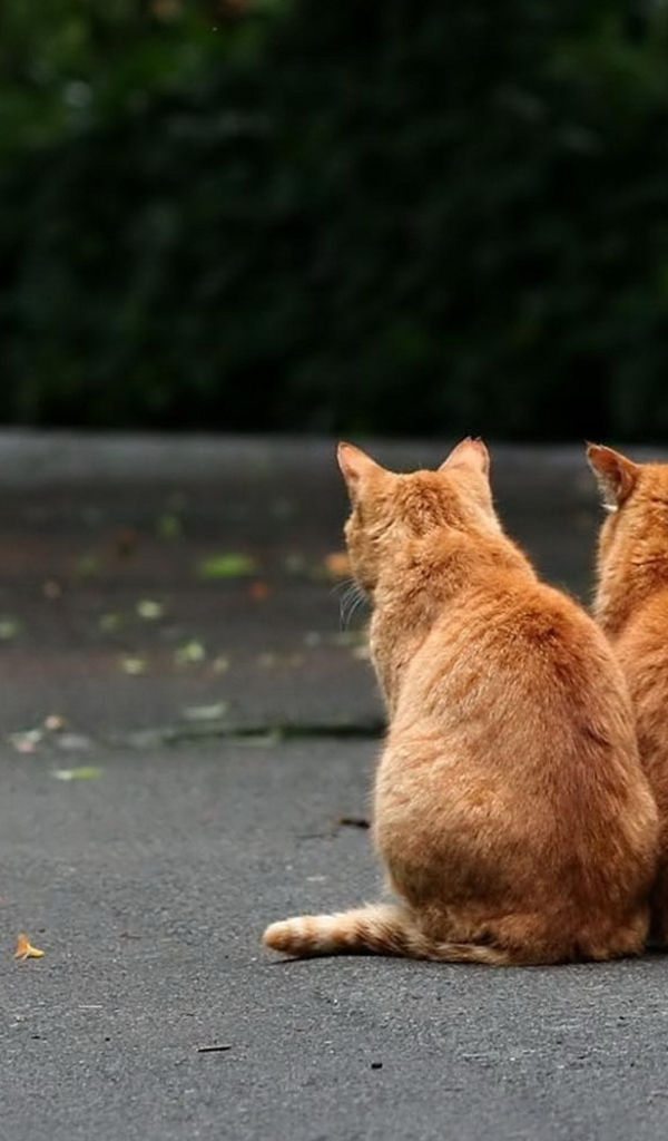 Два рыжих кота