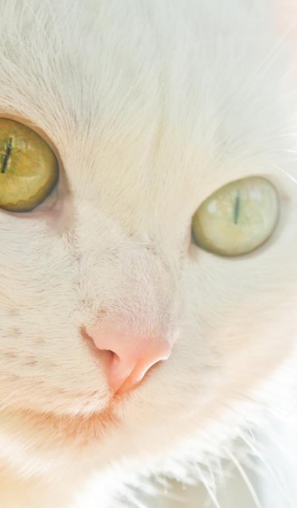 Белая кошка