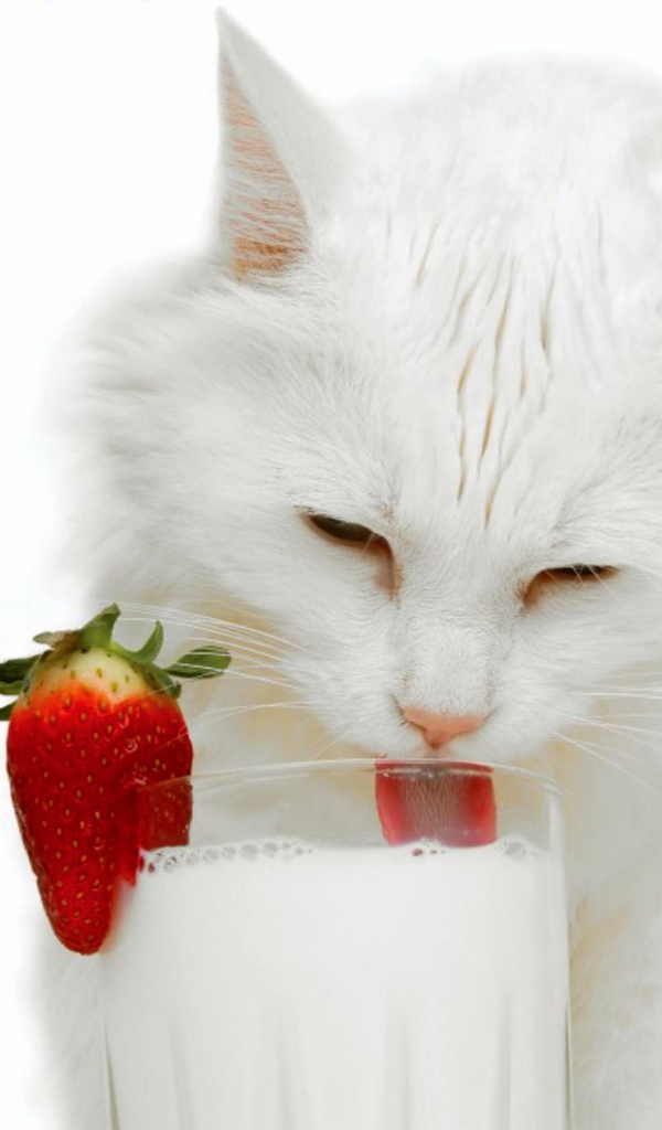 Белая кошка и молоко