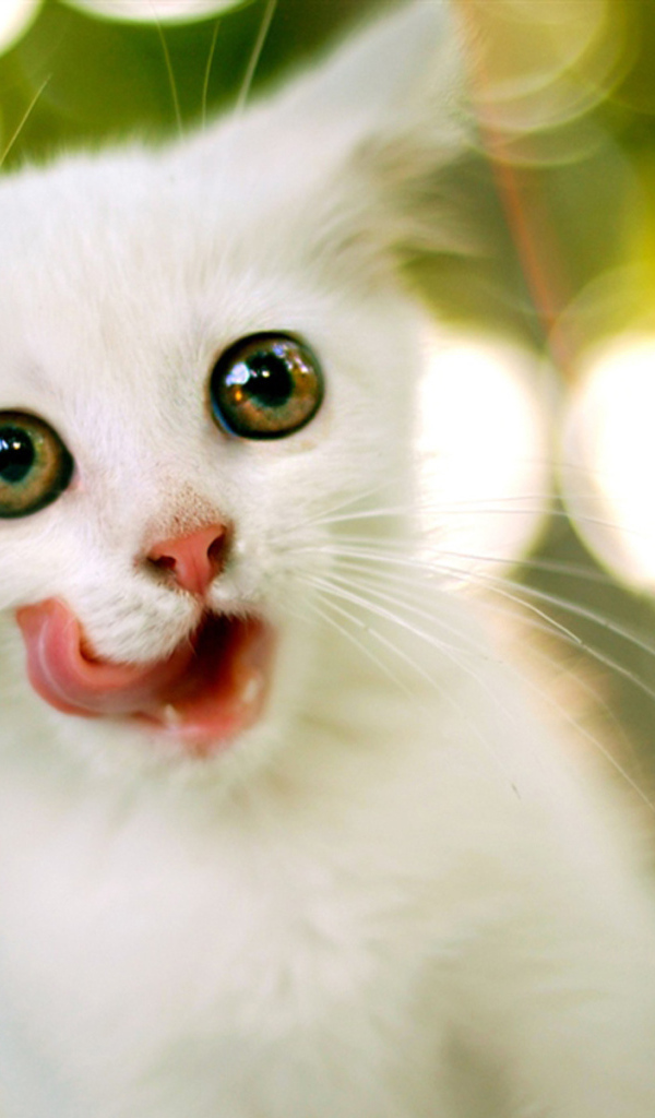 Белый котенок