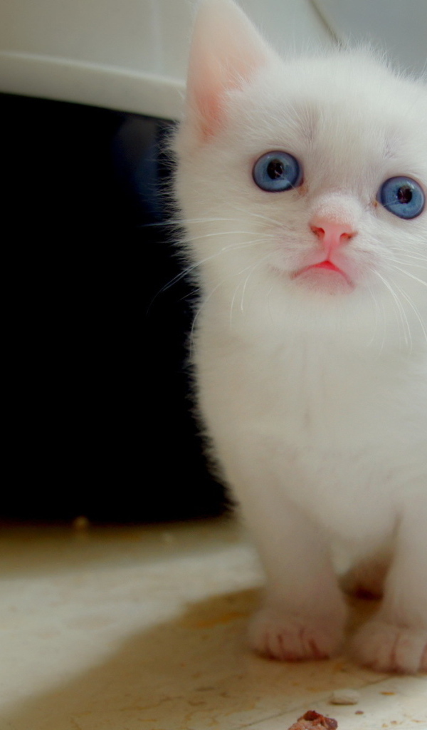 Белый котенок