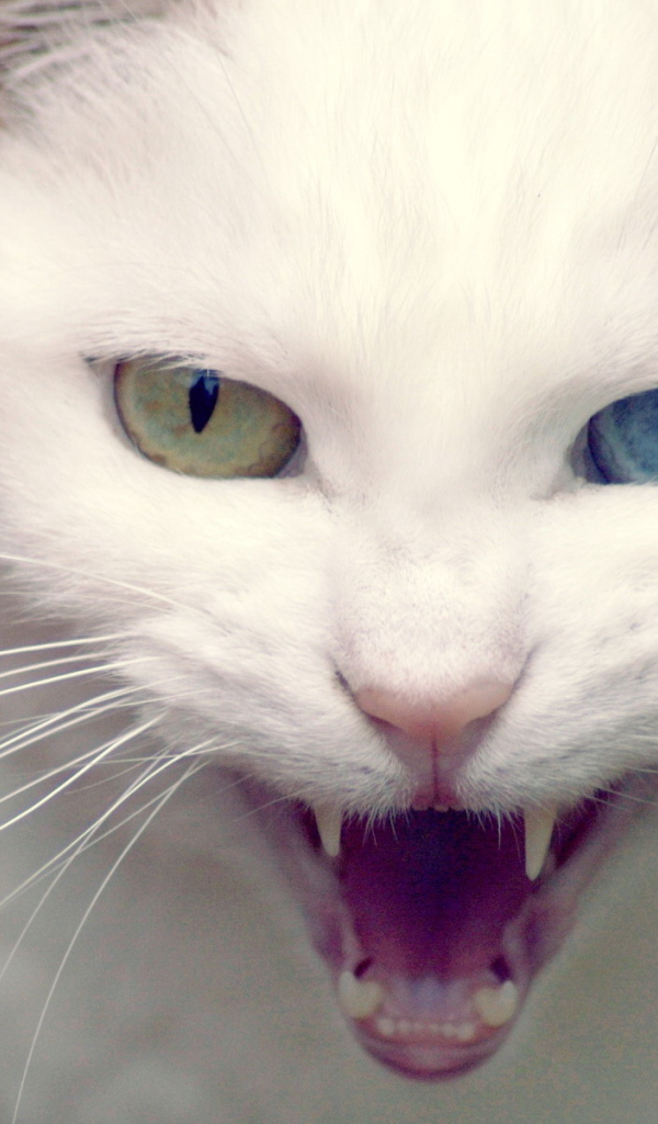 Белая хищница